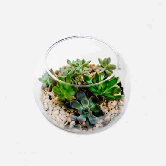 Desert Stars Cacti & Succulents