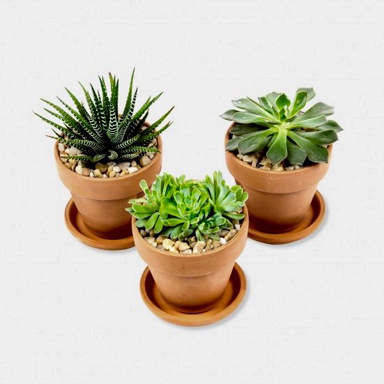 Three Caballeros  Cacti & Succulents