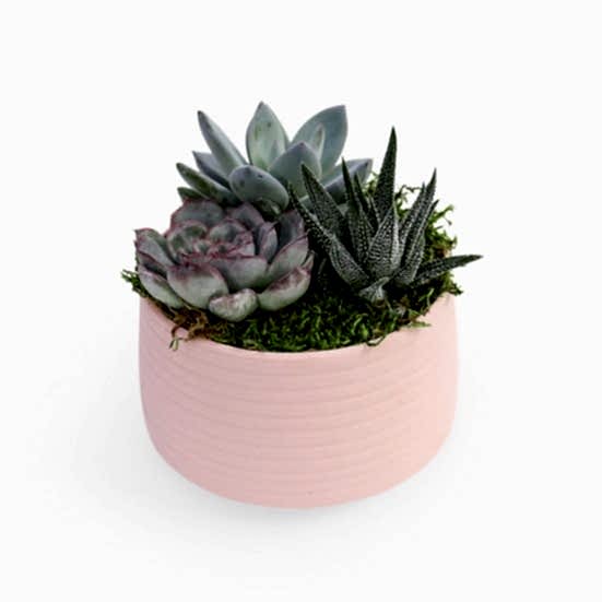 Succulent Garden Trio - Pink Cacti & Succulents