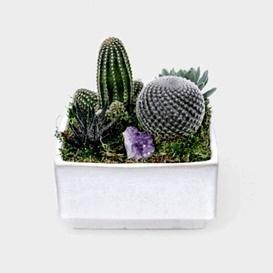 Verge Crystal Cactus Garden Cacti & Succulents
