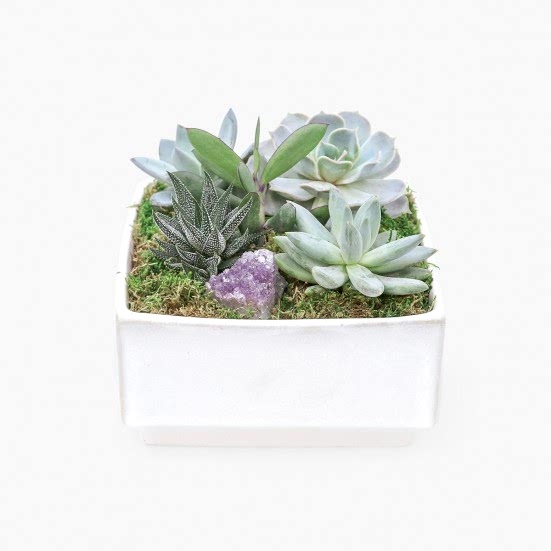 Verge Crystal Succulent Garden Cacti & Succulents