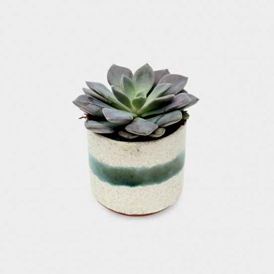 Mini Mateo Succulent Cacti & Succulents