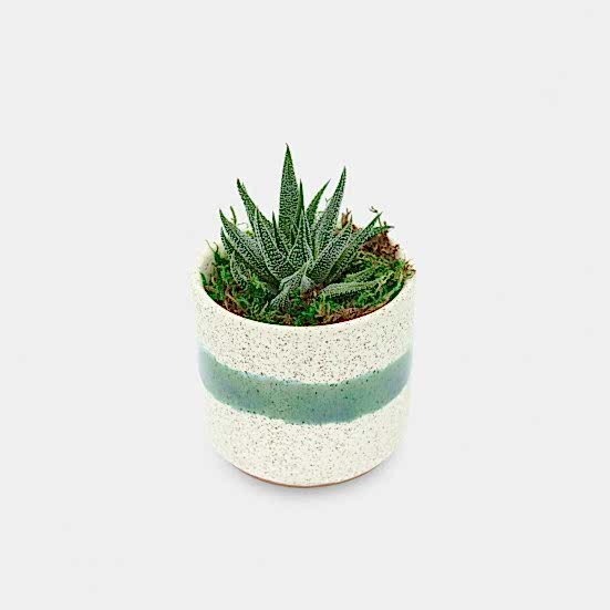 Mini Mateo Haworthia Plants
