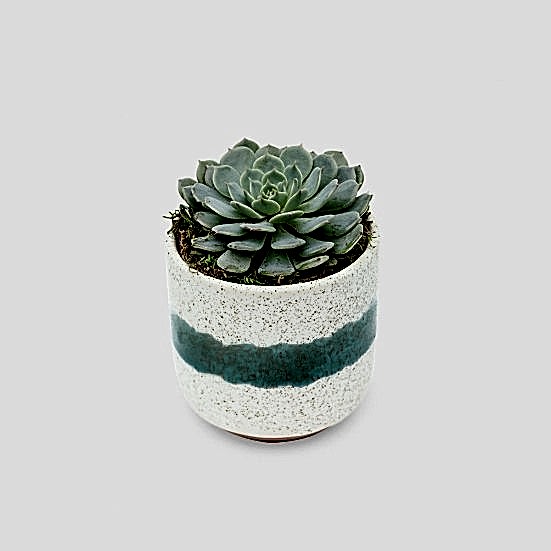 Echeveria in Mini Mateo Pot Cacti & Succulents