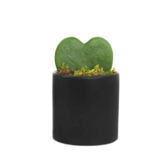 Sweetheart Plant Cacti & Succulents