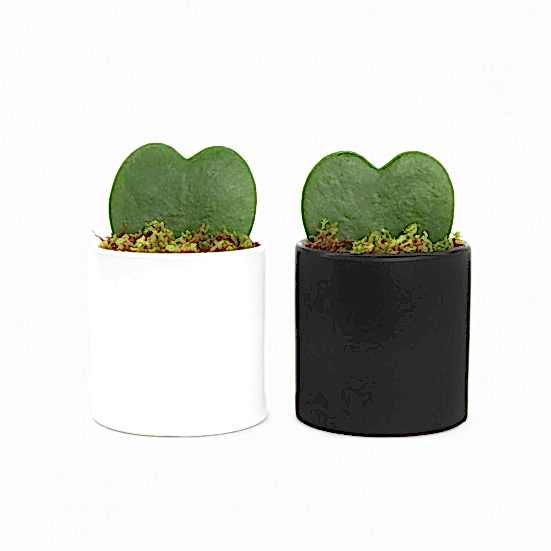 Sweetheart Plant Set Cacti & Succulents