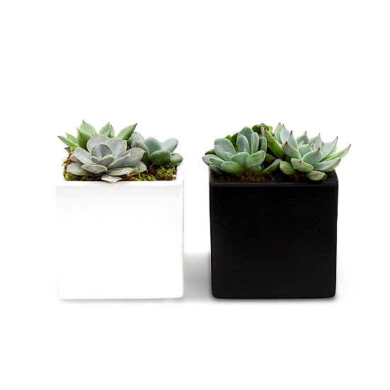 Succulent Garden Duo Housewarming