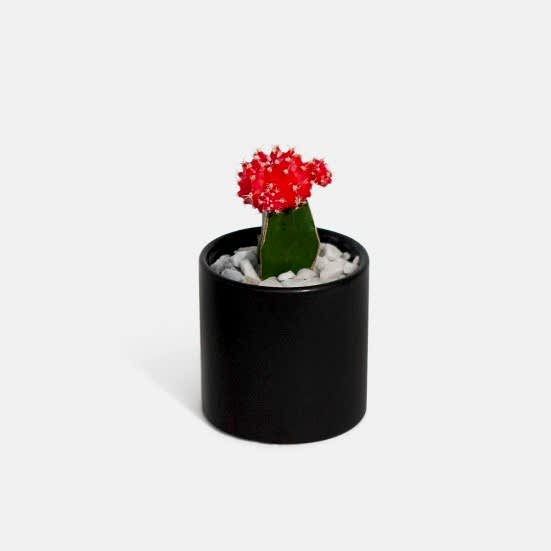 Moon Cactus - Red Cacti & Succulents