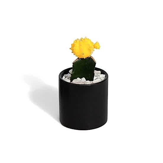 Moon Cactus - Yellow Cacti & Succulents