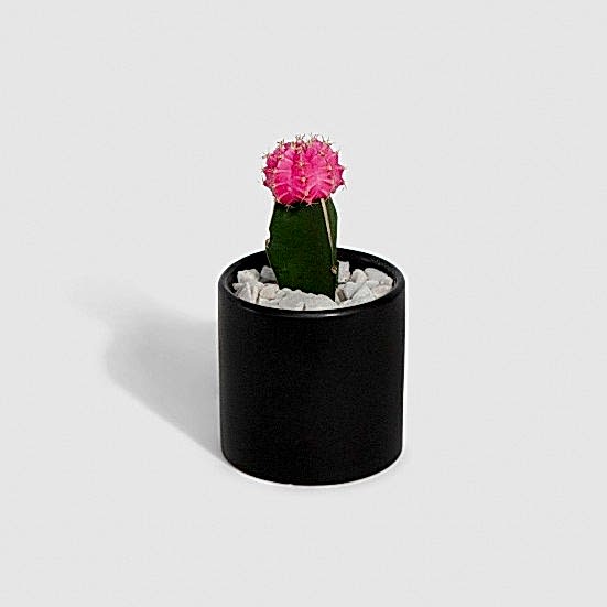 Moon Cactus - Pink Cacti & Succulents