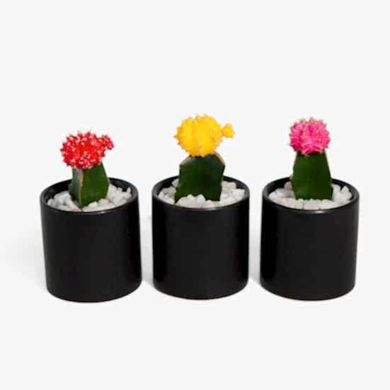 Moon Cactus Trio Cacti & Succulents