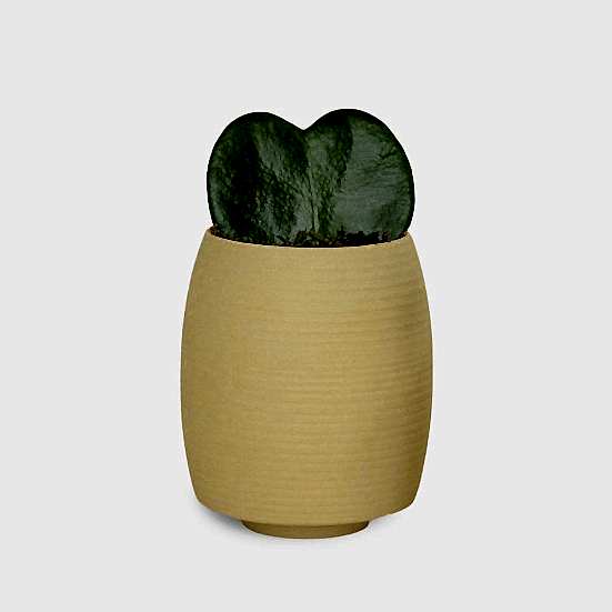 Sweetheart Plant - Yellow Cacti & Succulents
