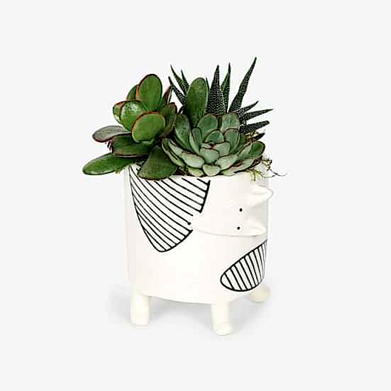 Chappy Succulent Garden Cacti & Succulents