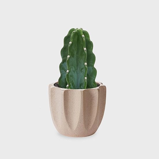 Cuddly Cactus - Piccolo Plants