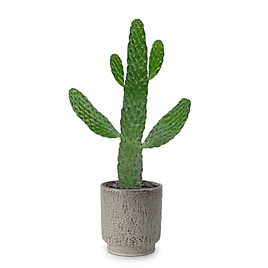 Cowboy Cactus - Piccolo Plants