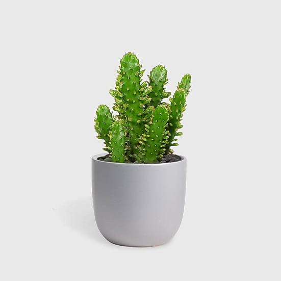 Drooping Prickly Pear Cactus - Piccolo Plants