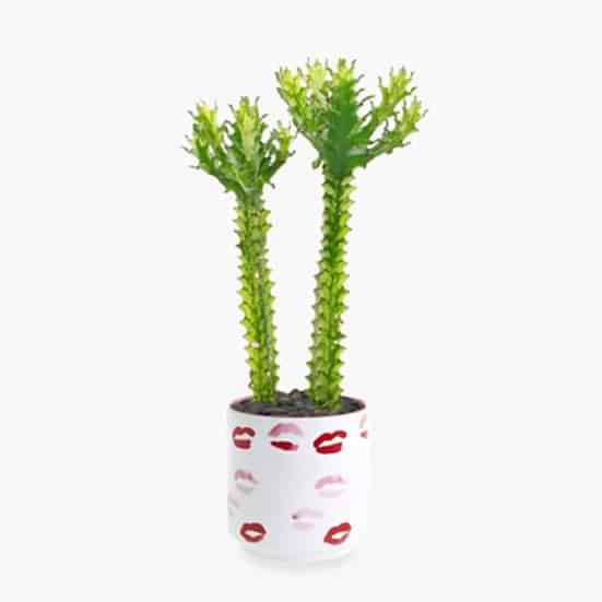 Variegated African Milk Tree - Piccolo Plants