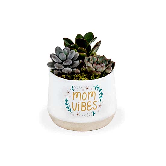 Mom Vibes Succulent Garden Plants
