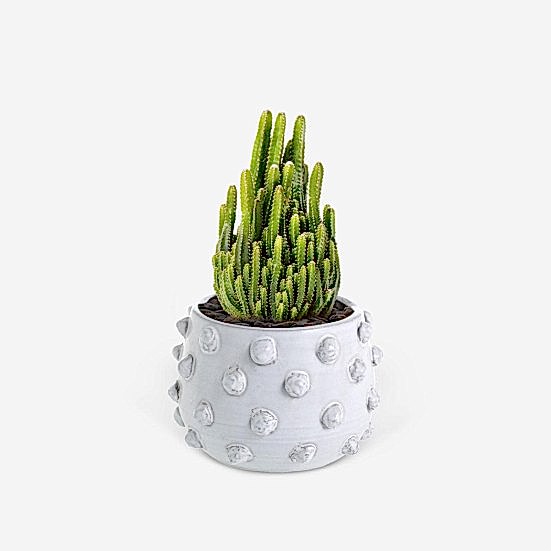 Fairy Castle Cactus - Piccolo Plants