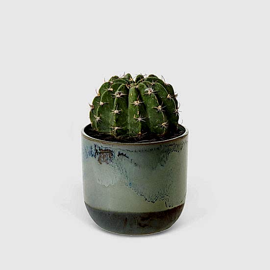Sand Dollar Cactus - Piccolo Plants