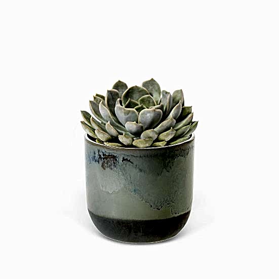 Echeveria Orion - Piccolo Plants