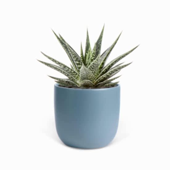 Gasteria Kyaka - Piccolo Plants