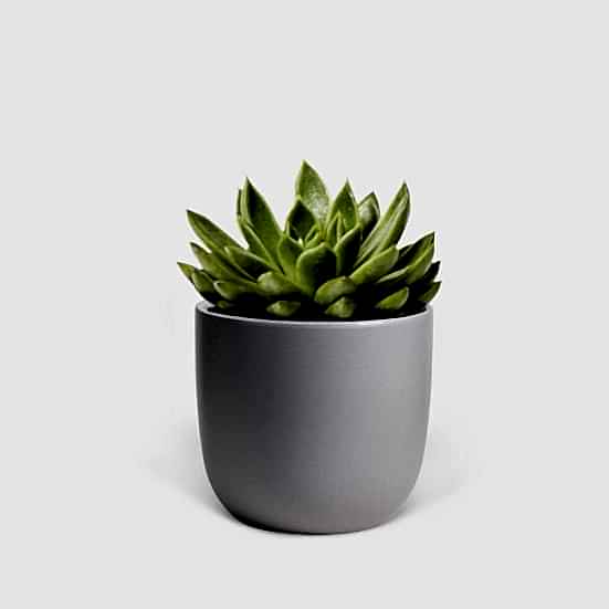 Echeveria Agavoides - Piccolo Plants