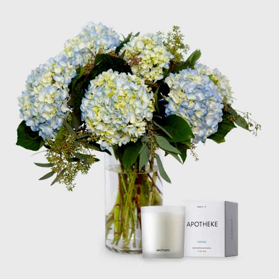 Blue Hydrangeas + Apotheke Candle  Hydrangeas