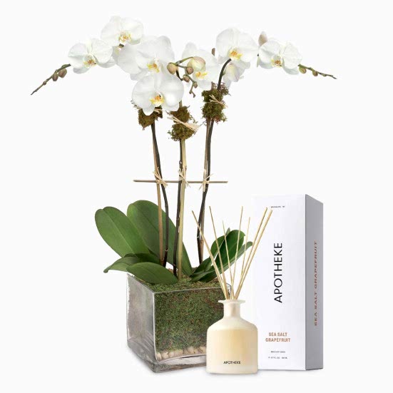 3-Stem White Phalaenopsis + Apotheke Diffuser I'm Sorry