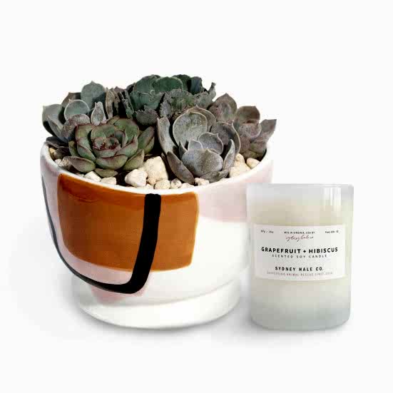 Sharona Succulent Garden + Sydney Hale Candle I'm Sorry