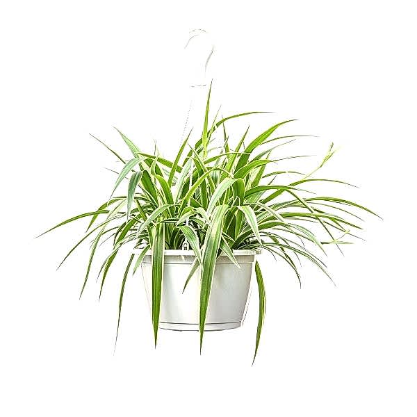 Hanging Spider Plant by Plantshed