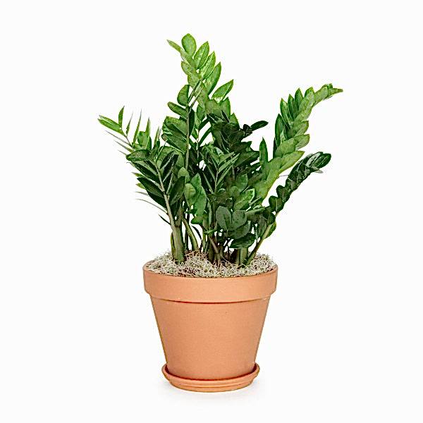10 in. ZZ Plant on buymebess.com
