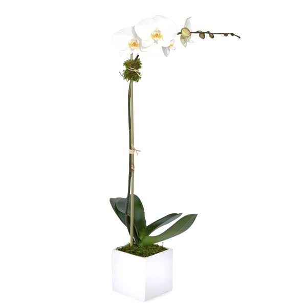 1-Stem Classic White Orchid Plant - buymebess.com