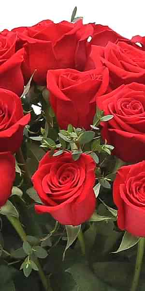 Red Roses + Coffee Date + Sydney Hale Candle