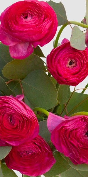Bright Pink Ranunculus Bouquet