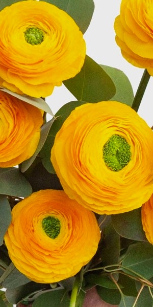 Yellow Ranunculus Bouquet