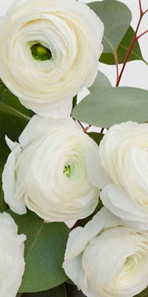 White Ranunculus Bouquet
