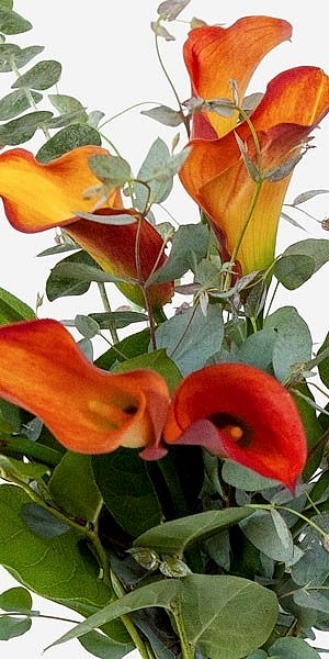 Mango Calla Lily Bouquet