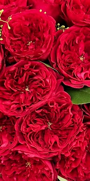 Red Garden Rose Bouquet