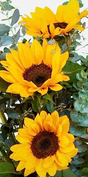 Sunflower Bouquet