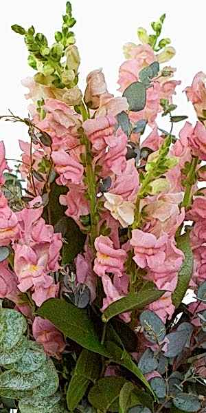 Pink Snapdragon Bouquet