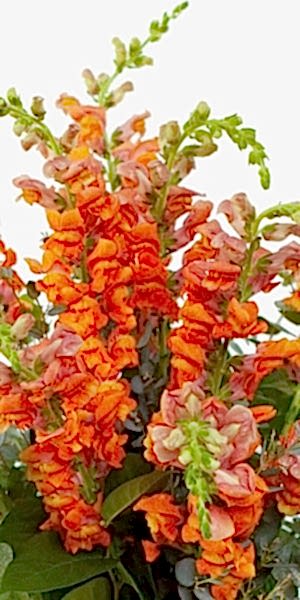 Orange Snapdragon Bouquet