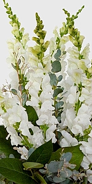 White Snapdragon Bouquet