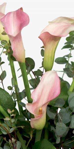 Soft Pink Calla Lily Bouquet