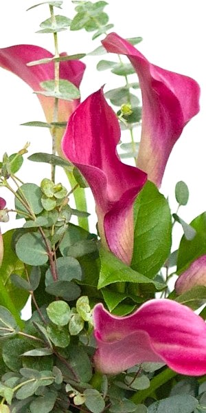Dark Pink Calla Lily Bouquet 