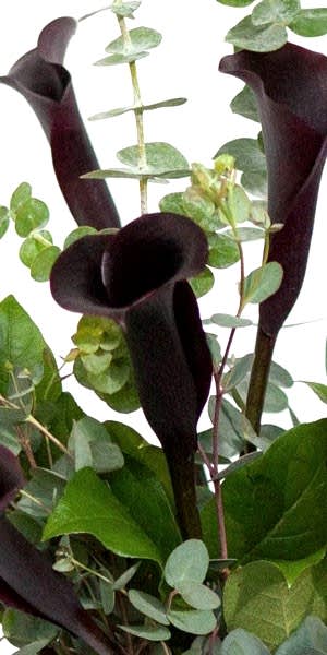 Black Calla Lily Bouquet