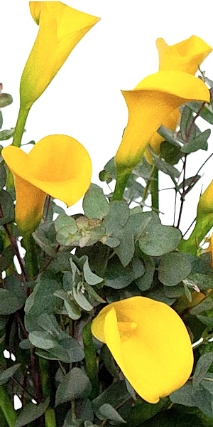 Yellow Calla Lily Bouquet