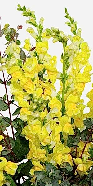 Yellow Snapdragon Bouquet