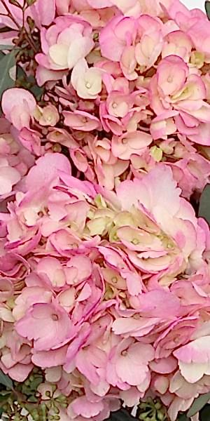 Pink Tint Hydrangeas