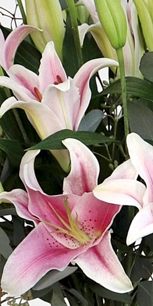 Pink Lily Bouquet 
